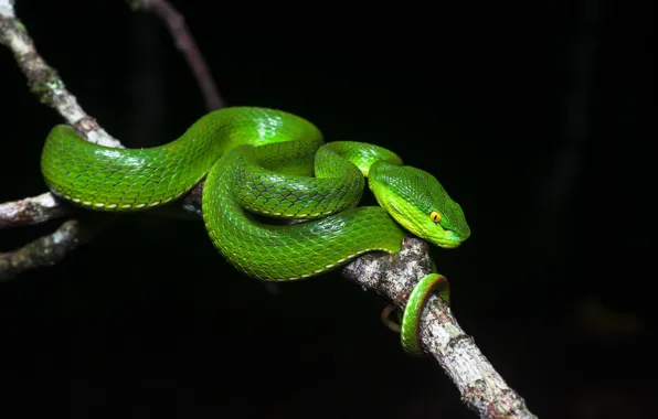 Picture branches, snake, Balogova keffiyeh