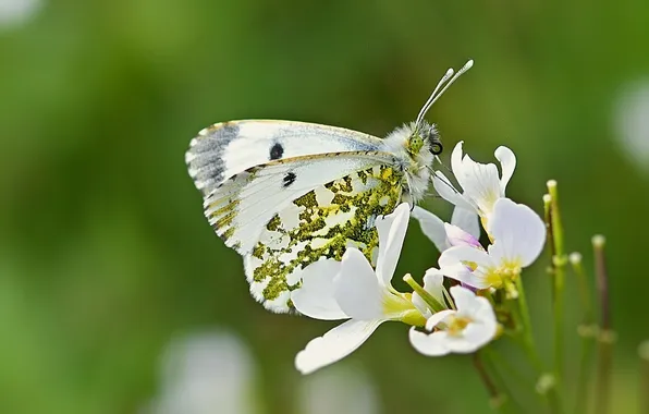 Flower, macro, wings, Butterfly, beautiful, closeup