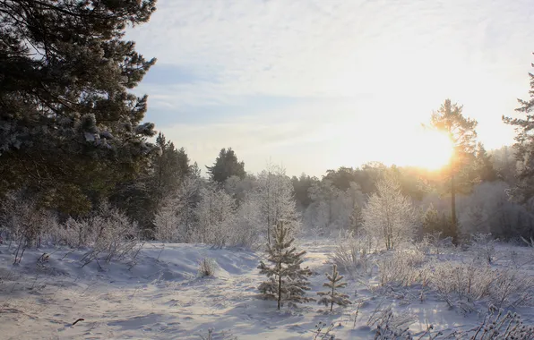Cold, winter, forest, the sun, snow, trees, spruce