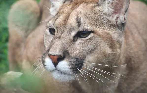 Puma, wild cat, mountain lion, Cougar