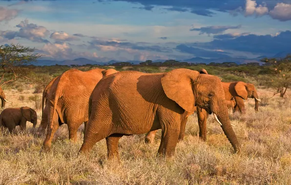 Picture the sky, mountains, Africa, elephants