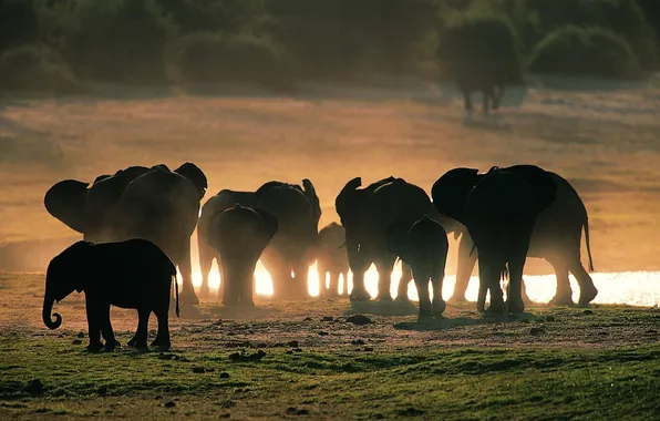 GRASS, POND, FAMILY, The HERD, SILHOUETTES, ELEPHANTS