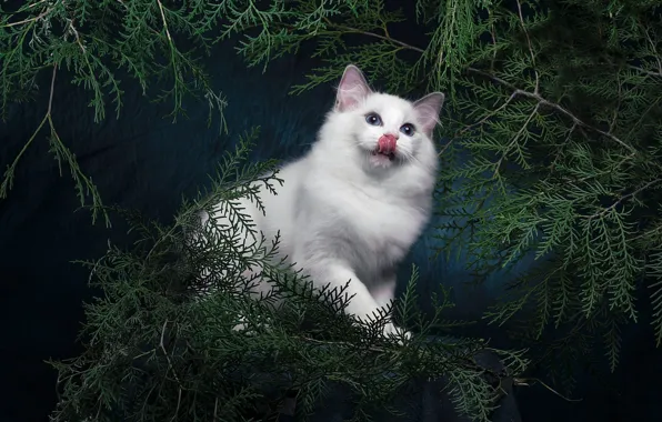 Language, cat, white, look, branches, pose, the dark background, kitty