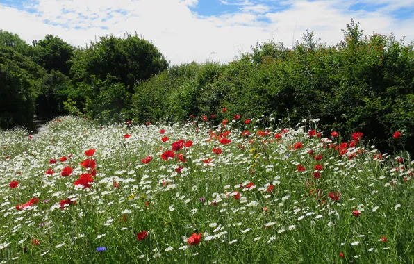 Greens, field, summer, the sky, grass, clouds, flowers, thickets