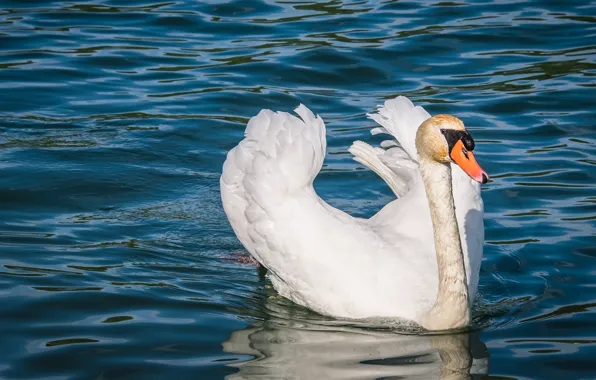 Picture white, bird, swans, pond, swimming