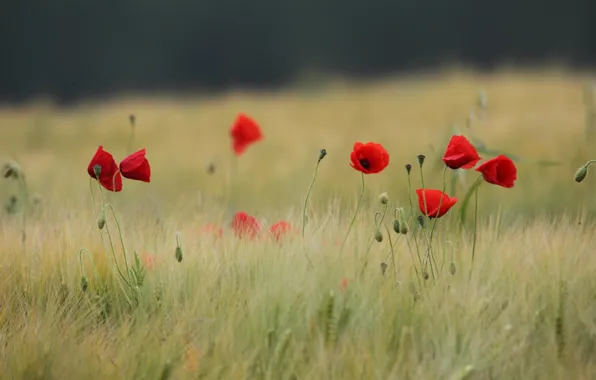 Field, summer, flowers, rye, Maki, red, ears, cereals