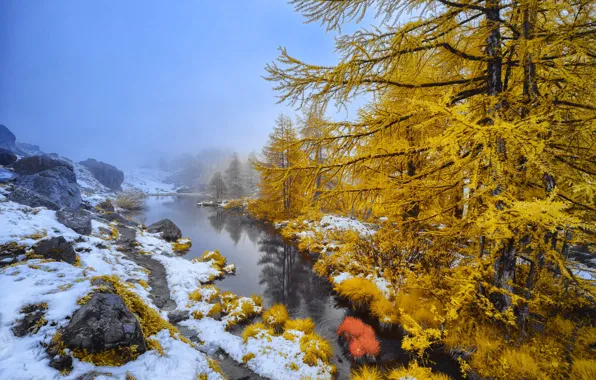 Winter, autumn, forest, snow, fog, stones, tree, shore