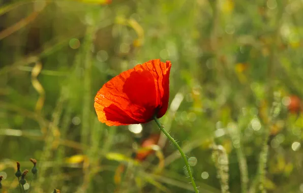 Red, flower, poppy
