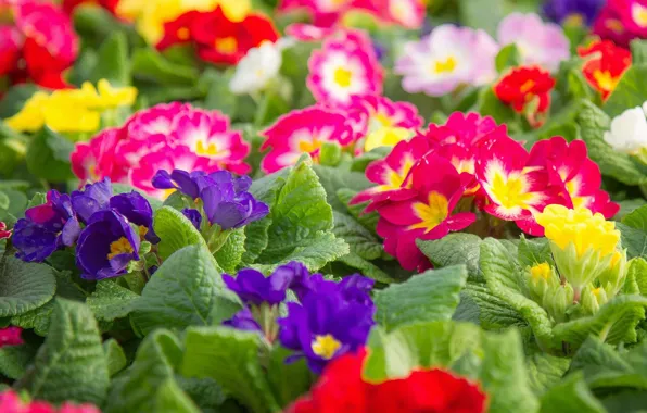 Picture colorful, primrose, Primula