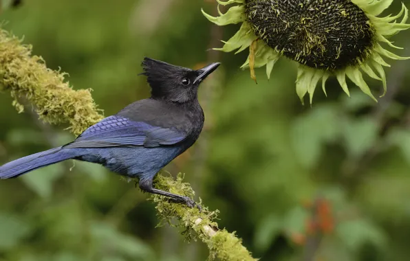 Bird, sunflower, bird, crest, blue bird