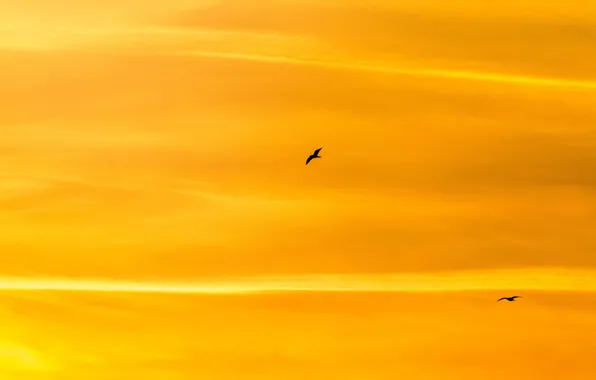 The sky, birds, flight