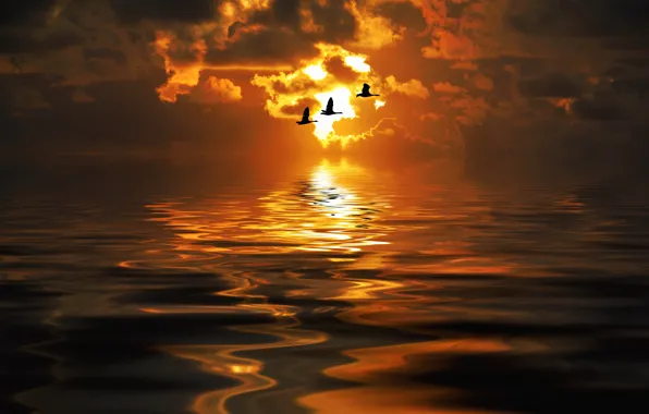 Picture sea, sunset, rendering, bird, photoart