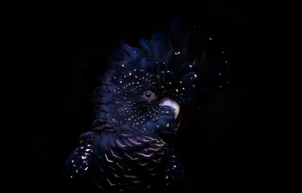 Picture background, bird, Red-tailed black cockatoo