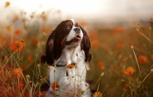 Picture nature, mood, dog