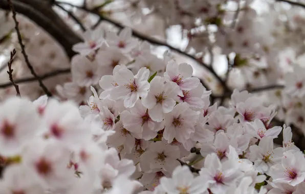 Light, flowers, branches, cherry, tree, spring, garden, white