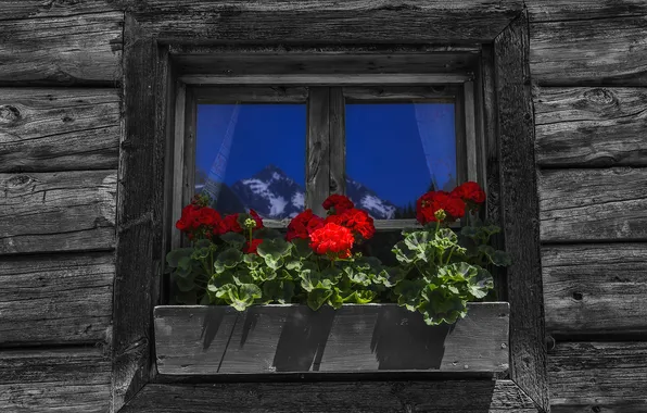 Picture flowers, home, window