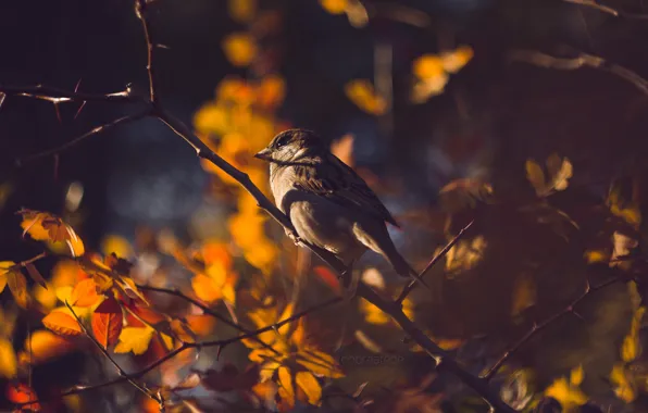 Autumn, leaves, branch, Sparrow, bokeh, dobraatebe