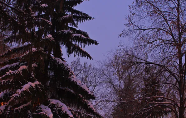 Picture winter, the sky, snow, trees, nature, morning, Russia, twilight