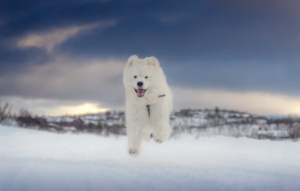 Winter, language, white, the sky, snow, clouds, nature, pose