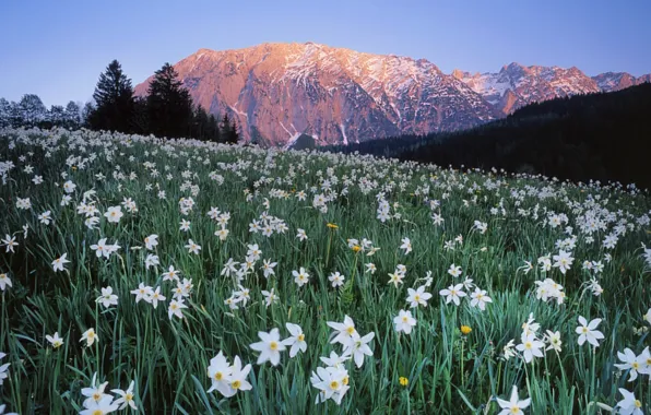 Picture the sky, trees, flowers, mountains, Austria, meadow