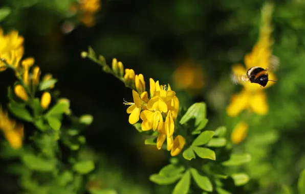 Picture flowers, nature, flight, bumblebee, nature, flight, flowers, bokeh