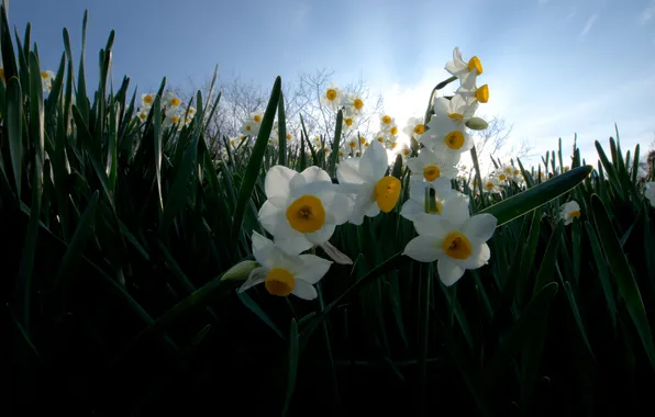 Leaves, flowers, a lot, daffodils