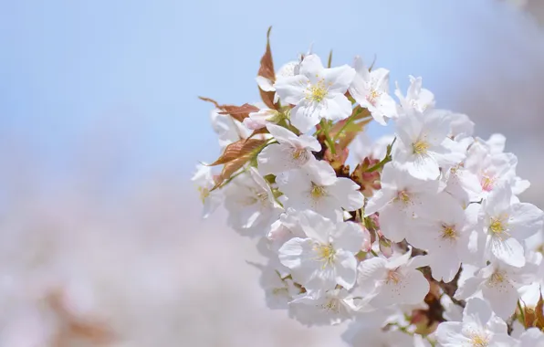 Picture cherry, branch, Sakura