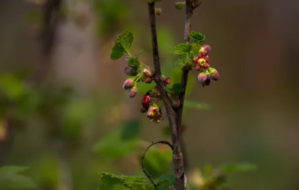Branches, green leaves, foliage, ladybug, currants, flowers currant
