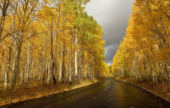 Road, autumn, birch