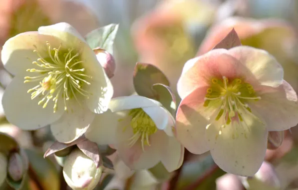 Flowers, white, hellebore, Helleborus