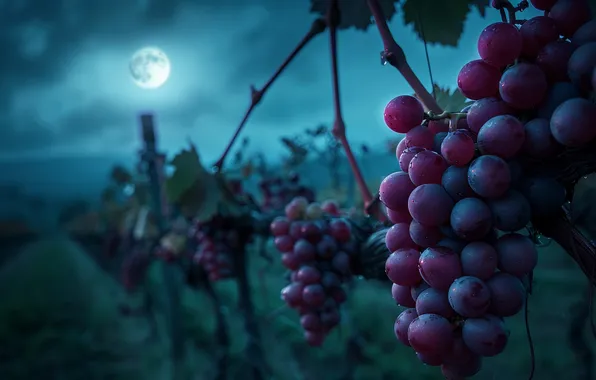 Field, the sky, clouds, night, branches, red, fog, the moon