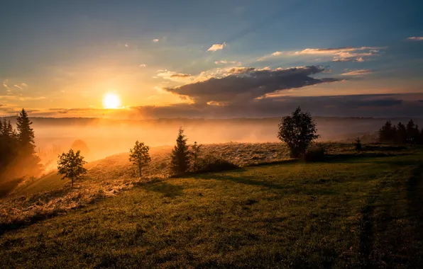 Picture forest, the sky, grass, the sun, trees, fog, dawn, hill