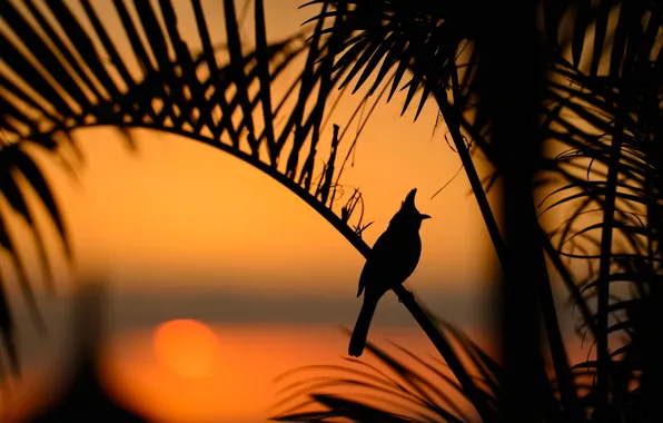 Leaves, sunset, bird, silhouette, Real red-cheeked Bulbul