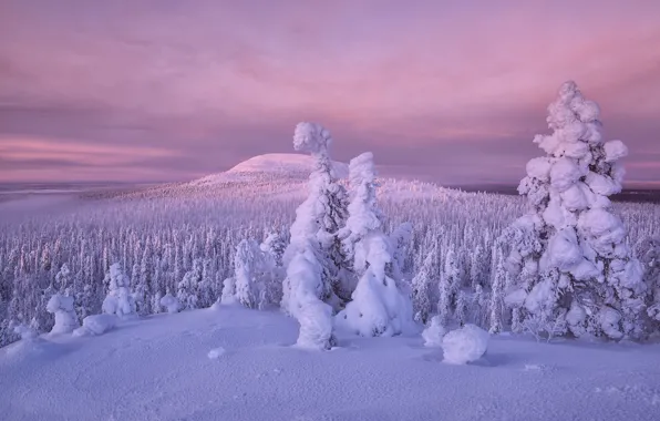 Winter, forest, snow, trees, Finland, Lapland