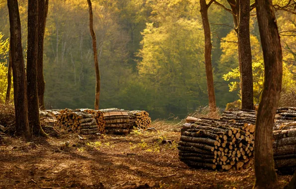 Autumn, forest, light, trees, nature, mood, foliage, trunk
