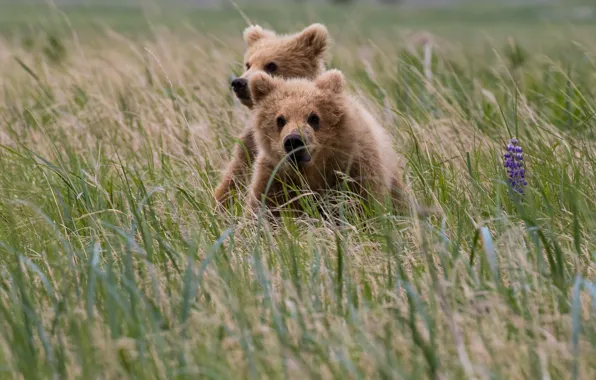 Picture field, grass, look, face, nature, pose, two, bear