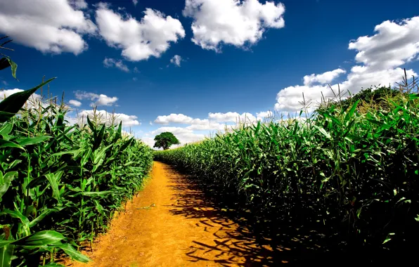 Road, field, the sky, landscape, nature, plants, road, pathway