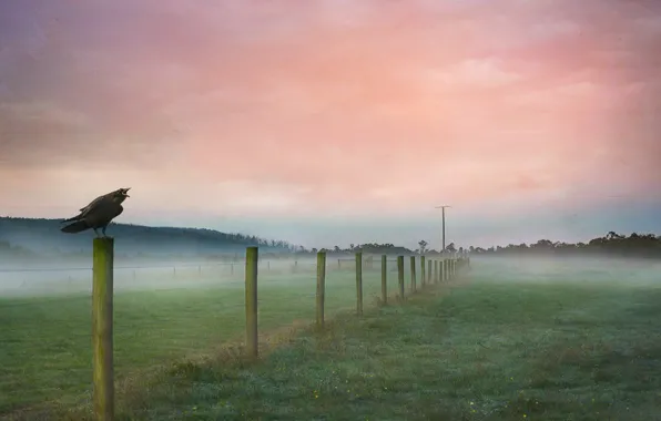 Field, bird, the fence, Raven