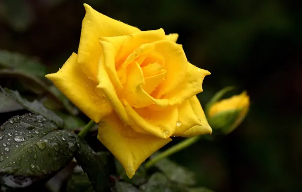 Picture drops, yellow, Rosa, rose, Bud