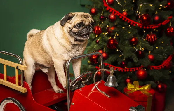 Machine, look, balls, smile, room, toy, dog, Christmas