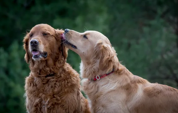 Dogs, background, friends