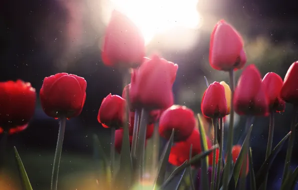 Picture the sun, tulips, the glare of the sun