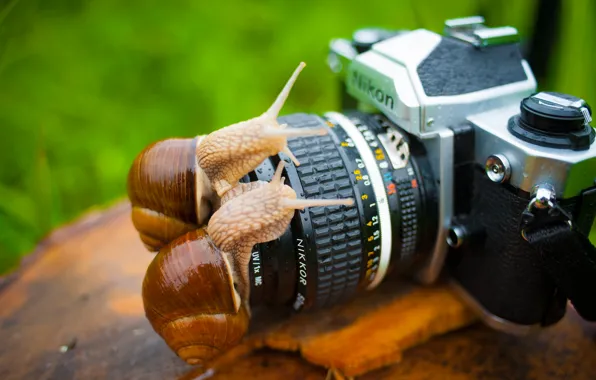 Picture animals, macro, the camera, Snails, nikon