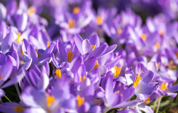 Light, flowers, glade, spring, petals, crocuses, a lot, lilac
