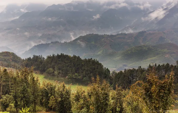Picture field, forest, trees, mountains, fog, panorama, Vietnam, plantation