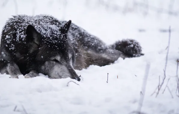 Picture cold, snow, Wolf
