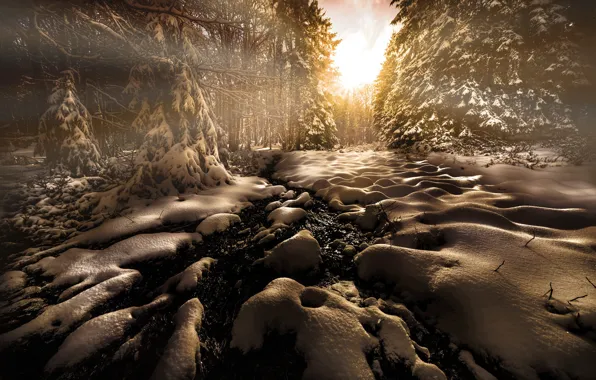 Picture winter, frost, forest, the sun, light, snow, sunset, branches