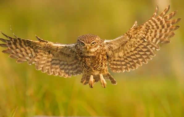 Picture owl, bird, wings, flight, owl, The little owl