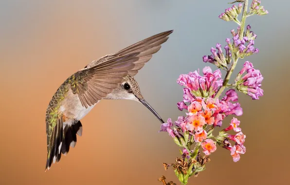 Flower, bird, wings, beak, Hummingbird, female, Montenegro archilochus