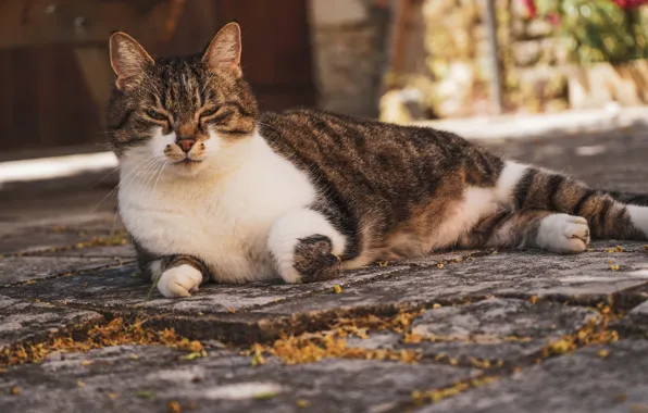 Cat, the city, street, lies, happy